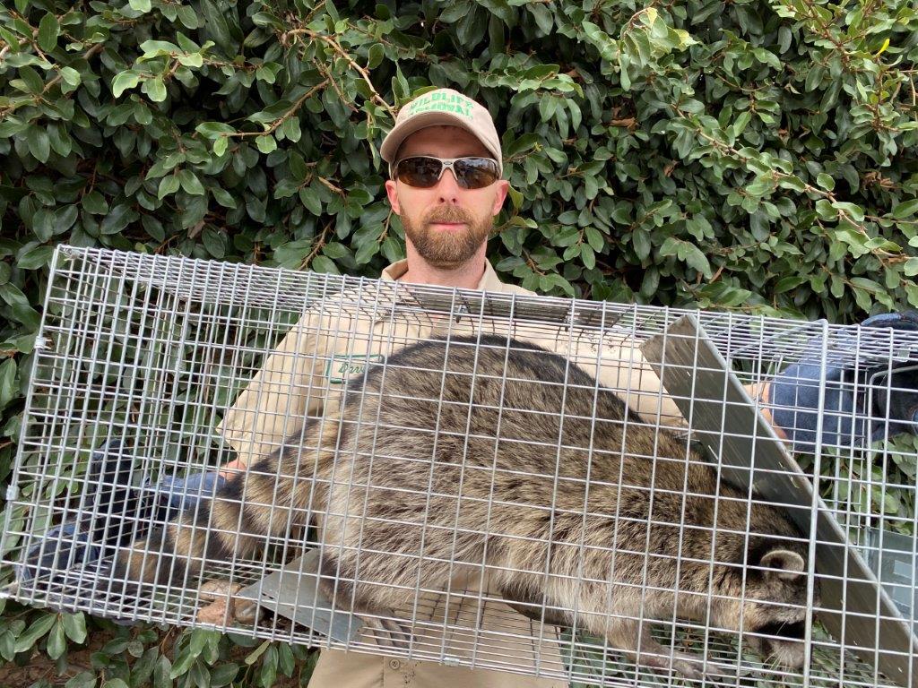 Dayton raccoon trapping