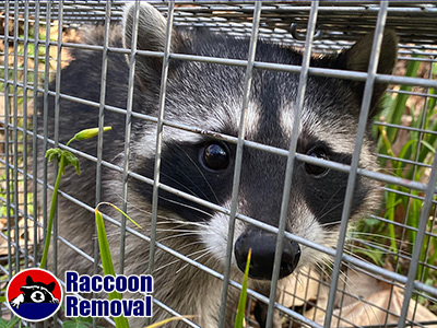 Dayton raccoon trapping